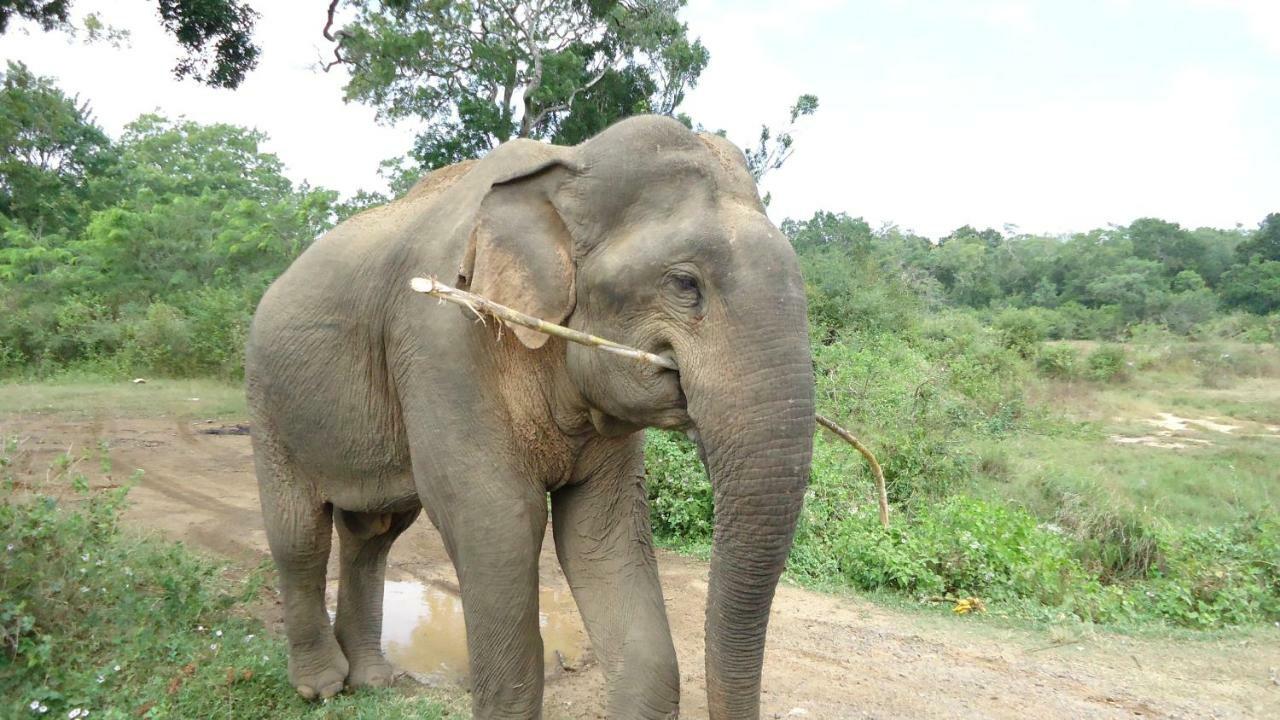 Heina Nature Resort - Eco Home And Yala Safari カタラガマ エクステリア 写真