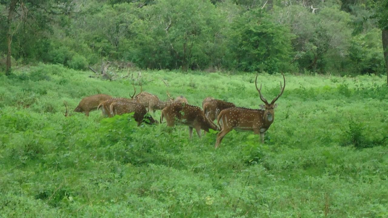 Heina Nature Resort - Eco Home And Yala Safari カタラガマ エクステリア 写真