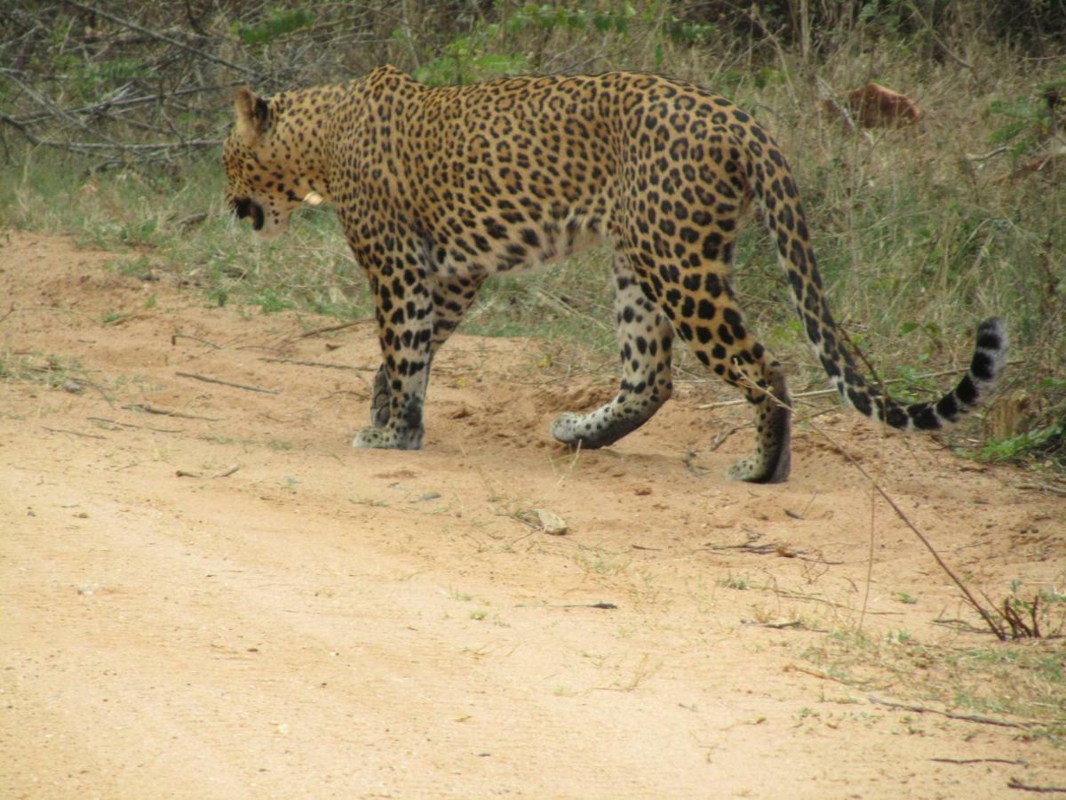 Heina Nature Resort - Eco Home And Yala Safari カタラガマ エクステリア 写真